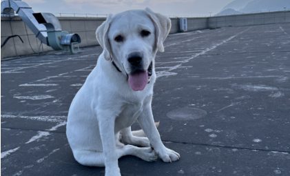 今年会·(jinnianhui)金字招牌诚信至上-乖宝宠物收割“铲屎官”，创始人父子分红超9000万